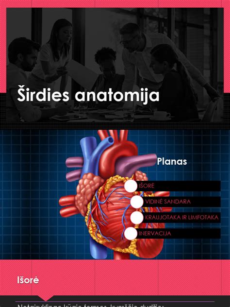 Tematinė nuotrauka: žmogaus širdies anatomija krūtinės ląstoje