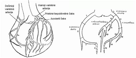 Vainikinių arterijų schema ant širdies paviršiaus