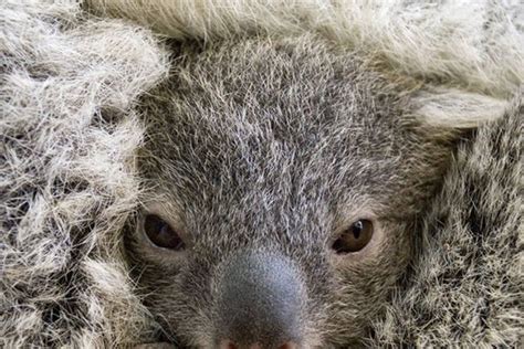 Teminė nuotrauka, iliustruojanti rinkimų apylinkę Australijoje