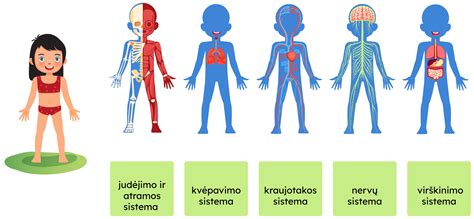 Infografika, iliustruojanti kraujotakos ir endokrininės sistemos pokyčius stovint ant galvos