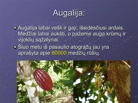 Vešli subtropinė Adžarijos augalija ir kalvotas pajūrio peizažas