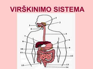 Vairo sistemos schema su komponentais