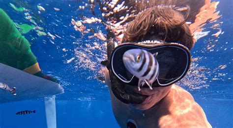 Nuotrauka su valties kapitonų kėde