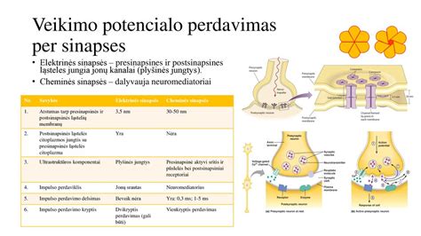 infografika: katalizatoriaus sandara ir cheminių procesų schema