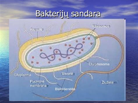 infografika: stabligės bakterijos patekimo į organizmą per žaizdą schema
