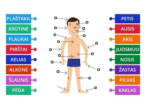 Infografika, vaizduojanti taisyklingą kūno padėtį važiuojant riedučiais: sulenkti keliai ir kūno svorio centras, pasviręs į priekį