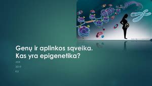 Infografika, vaizduojanti genų ir aplinkos įtakos intelektui sąveiką