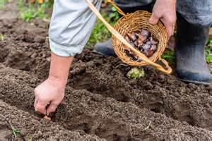 Infografika, lyginanti tepalų keitimą rudenį ir pavasarį