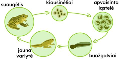 Schema, iliustruojanti žuvų dydžių reguliavimo siūlymus ir jų poveikį populiacijos augimui