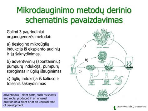 Schematinis pavaizdavimas TPVCAPDĮ principų