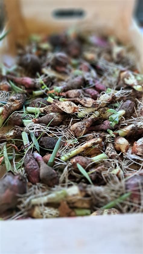Teminis svogūnų auginimo iliustracija su daigais ir sėjinukais