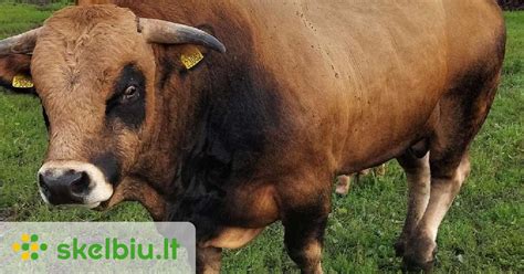nuotrauka su aubrakų veislės galvijais