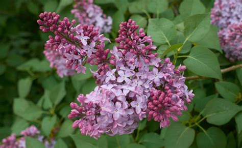 Infografika, paaiškinanti SAE ir API/ACEA žymėjimus ant alyvos pakuotės.