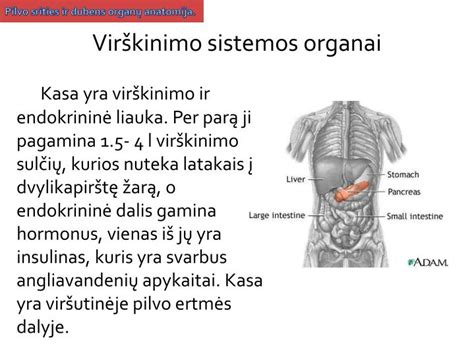 Kepenų anatomijos schema su funkcijų aprašymu