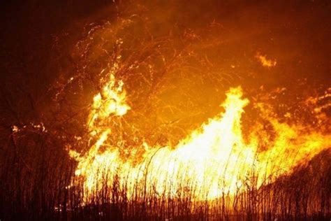Černobylio užterštos zonos miško gaisras