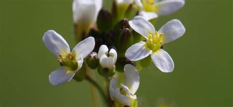 Baltažiedžio vairenio (Arabidopsis thaliana) augalas su žiedais ir sėklų ankštimis